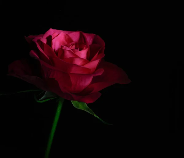 Bella Rosa Rossa Sfondo Nero — Foto Stock