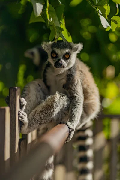 Närbild Bild Söt Lemur Sitter Ett Träd — Stockfoto