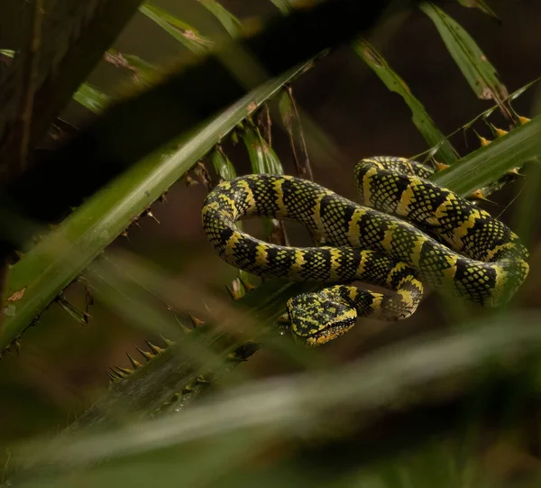 Beau Serpent Sur Fond Nature — Photo