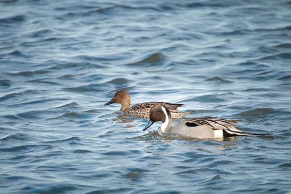 Mallard Duck Lake — Stock Photo, Image