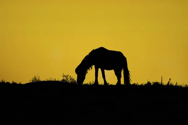 Silhueta Cavalo Fundo Pôr Sol — Fotografia de Stock