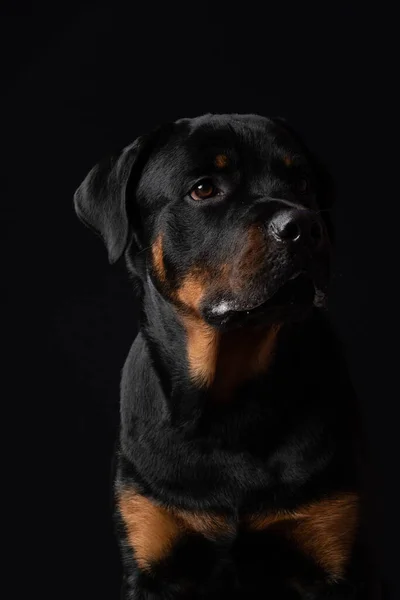 Porträtt Söt Hund Svart Bakgrund — Stockfoto