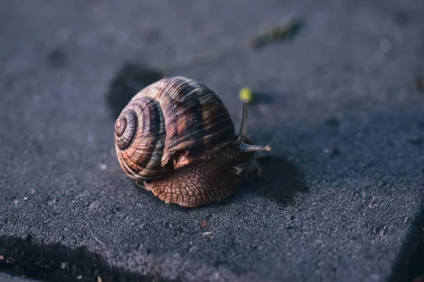 地面にカタツムリが — ストック写真