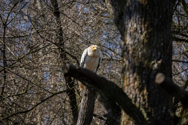 Vogel Een Boom Dier — Stockfoto