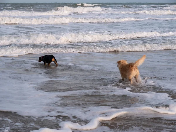 Pies Bawiący Się Falą Plaży — Zdjęcie stockowe