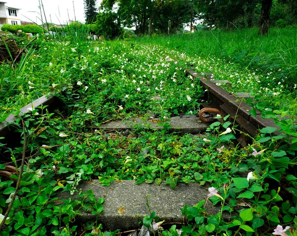 Erba Verde Giardino — Foto Stock