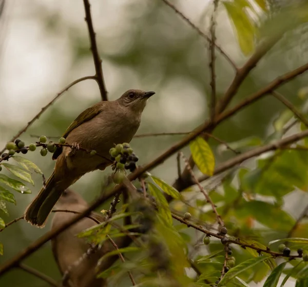 Oiseau Sur Une Branche Sur Fond Nature — Photo