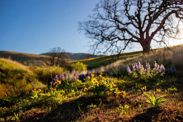 自然を背景にした山の上の色とりどりの野の花 — ストック写真
