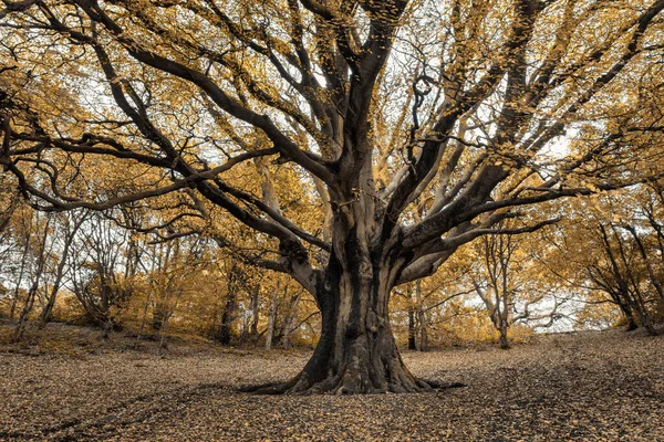 나무와 나뭇잎으로 뒤덮인 아름다운 — 스톡 사진