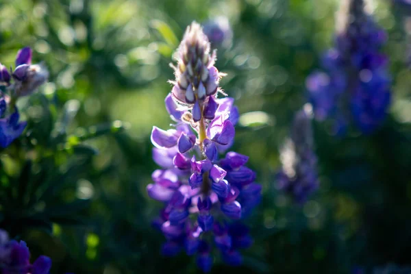 Vackra Blommor Som Växer Trädgården — Stockfoto