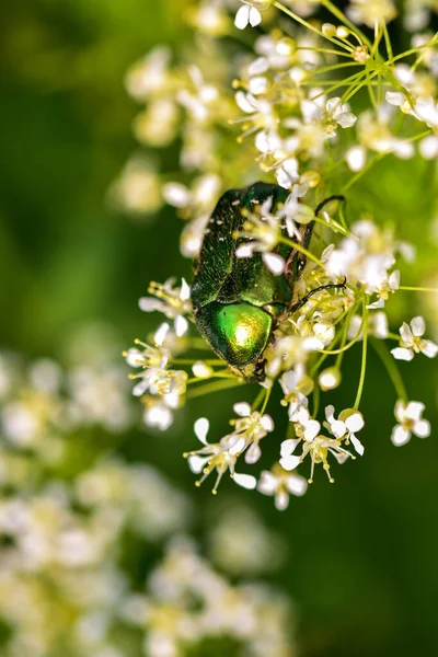 Een Close Shot Van Een Bij Een Groen Blad — Stockfoto