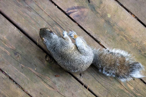 Ein Paar Wildenten Auf Dem Holzboden — Stockfoto