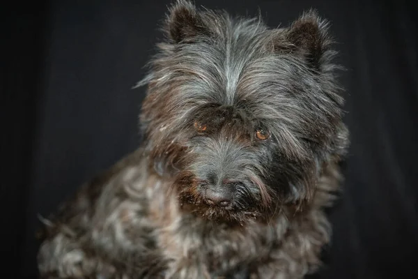 背景上的一只可爱的狗的肖像 — 图库照片