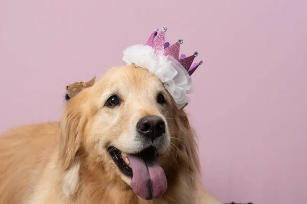 Arka Planda Sevimli Bir Köpeğin Portresi Yakın Plan — Stok fotoğraf