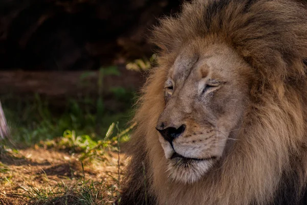 アフリカのサバンナでの雄ライオンの接近 — ストック写真