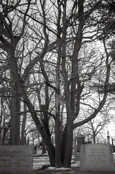 Bir Ağacın Siyah Beyaz Fotoğrafı — Stok fotoğraf