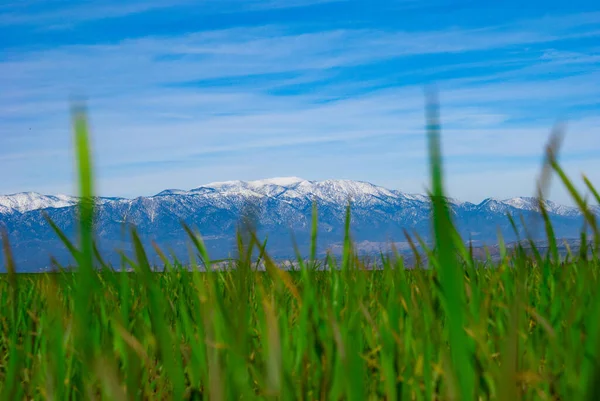 Hierba Verde Cielo Azul — Foto de Stock