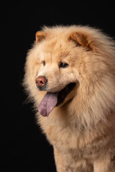 Portrét Krásného Samorostlého Psa — Stock fotografie