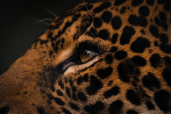 Perto Uma Cabeça Leopardo — Fotografia de Stock