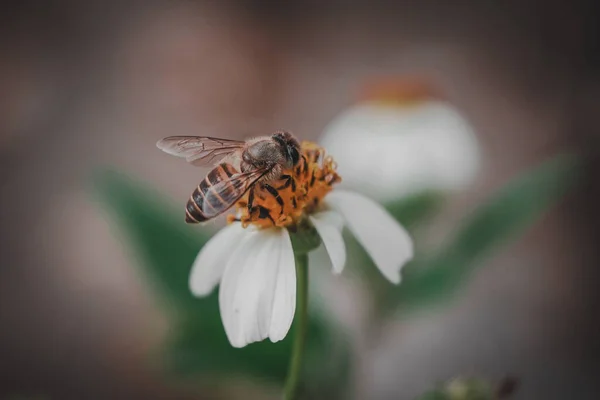 Biene Auf Einer Blume — Stockfoto