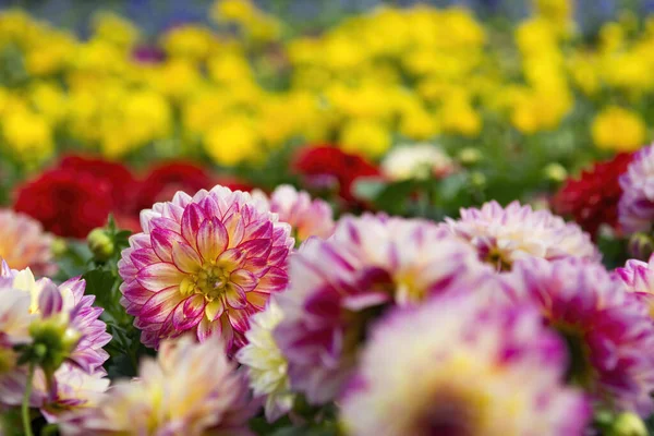 아름다운 꽃들을 클로즈업 — 스톡 사진