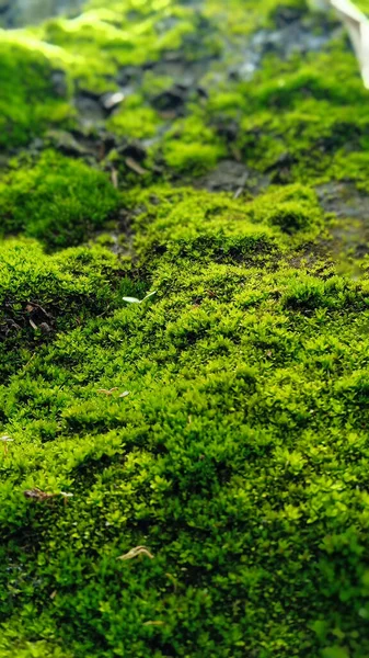 Πράσινα Βρύα Στο Έδαφος — Φωτογραφία Αρχείου