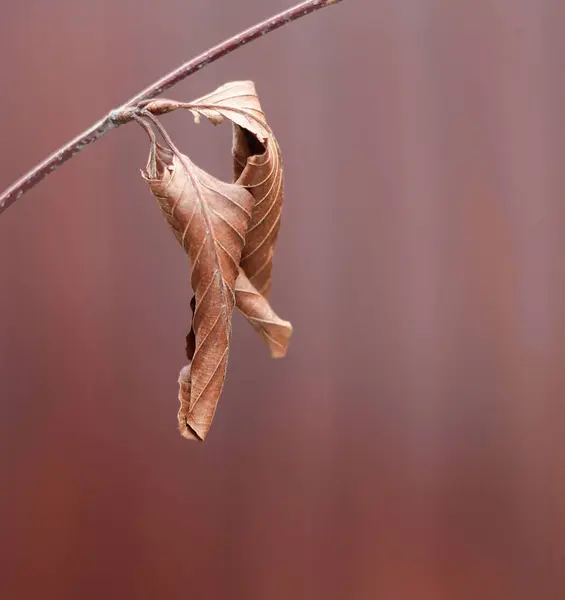 Primo Piano Bellissimo Uccello Albero — Foto Stock