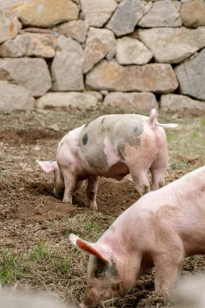 Porco Fazenda — Fotografia de Stock