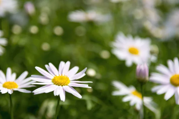 White Daisies Meadow — Stock Photo, Image