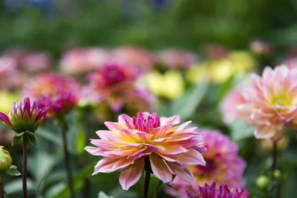 Mooie Bloemen Groeien Tuin — Stockfoto