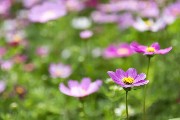 Belles Fleurs Poussant Dans Jardin — Photo