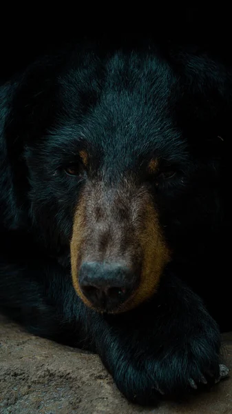 Крупный План Бурого Медведя Черном Фоне — стоковое фото