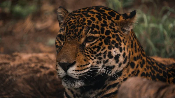 Léopard Dans Nature — Photo