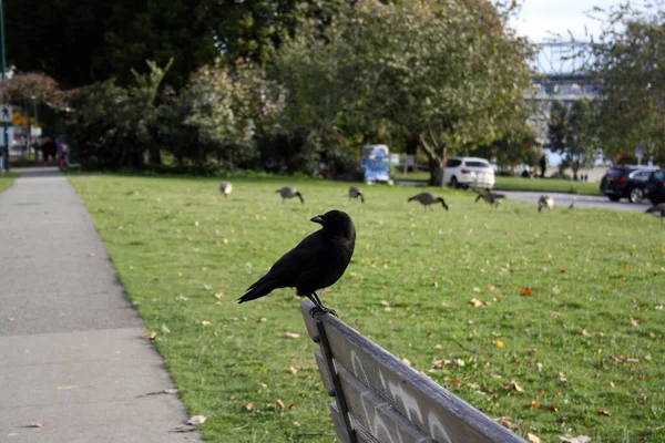 Bird Sitting Sidewalk Park — Stock Photo, Image