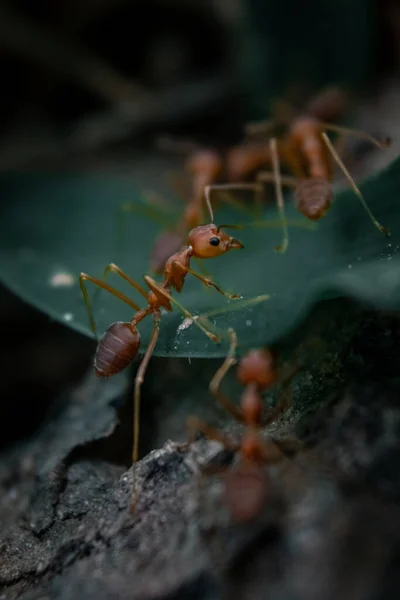 Mrówka Drzewie — Zdjęcie stockowe