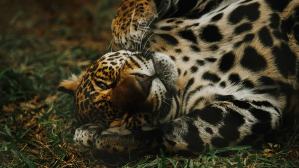 Hayvanat Bahçesindeki Leopar — Stok fotoğraf