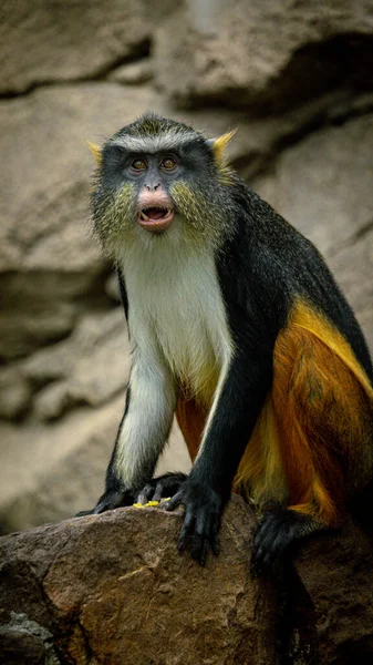 Close Seup Shot Cute Monkey — стоковое фото