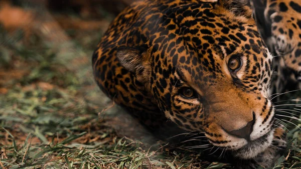 Leopardo Zoológico — Fotografia de Stock