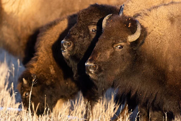 Bisons Wild — Stock Photo, Image