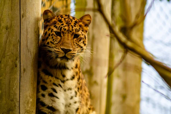 Leopardo Zoológico — Foto de Stock