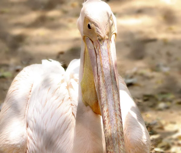 Close White Pelican — Stock Photo, Image