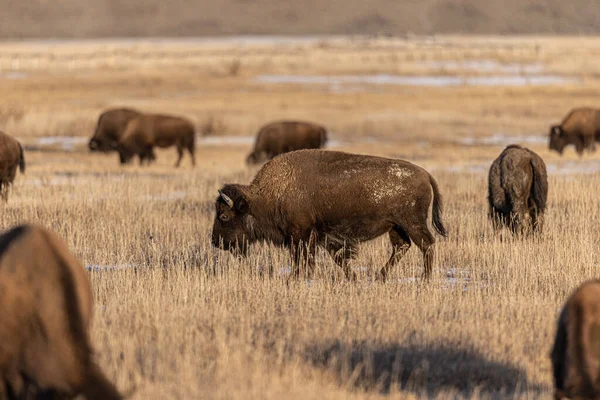 Bisons Wild — Stock Photo, Image