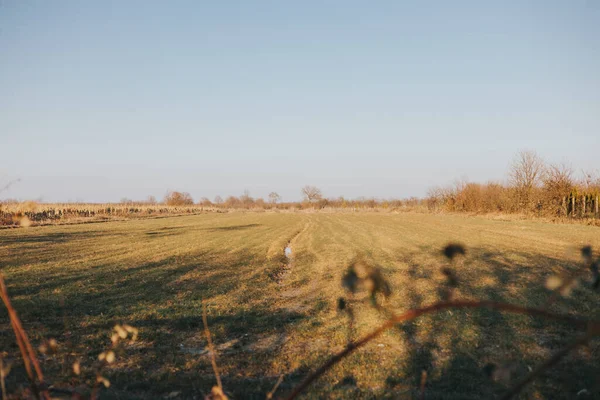 Beautiful Landscape Field Trees — Stock Photo, Image