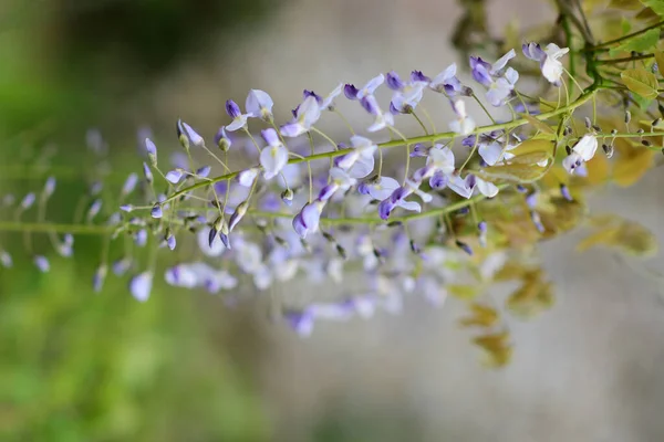 Piękne Kwiaty Ogrodzie Flora — Zdjęcie stockowe
