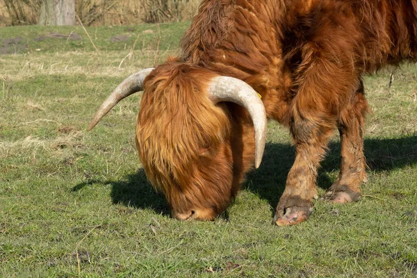 Uma Vaca Pasto — Fotografia de Stock