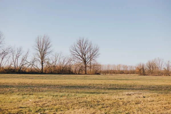 Prachtig Landschap Met Bomen Blauwe Lucht — Stockfoto