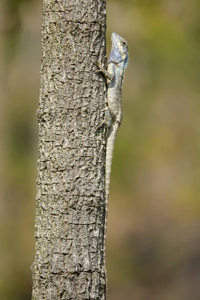 Primer Plano Lagarto Tronco Árbol —  Fotos de Stock