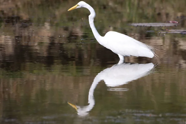 Weißer Schwan Auf Dem See — Stockfoto