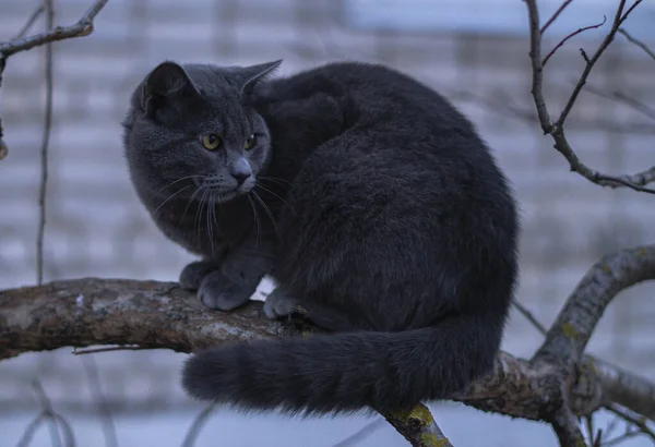 Чорний Кіт Лісі — стокове фото