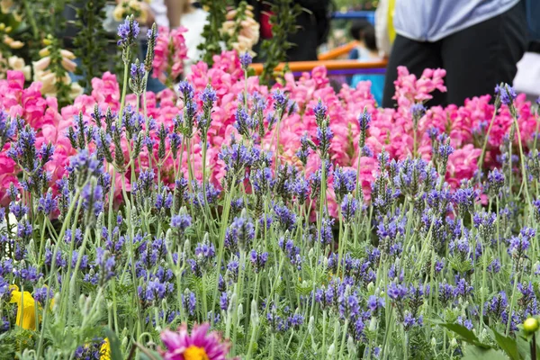 Snoeien Tuin — Stockfoto